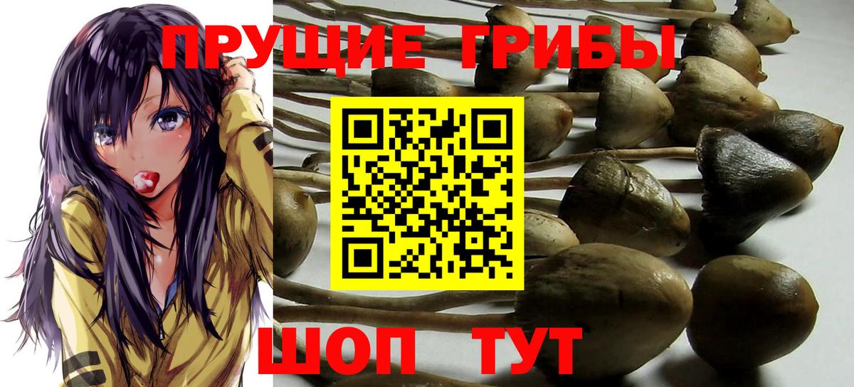 Псилоцибиновые грибы Psilocybe Верхняя Пышма